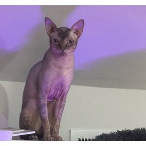 Meet your Posher, Khalia